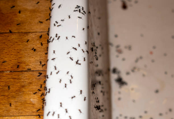 Best Wasp Removal Services  in Argentine, MI