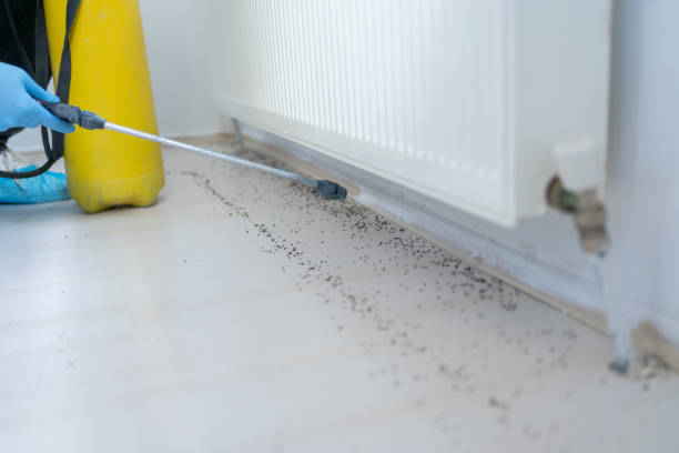 Best Spider Control Near Me  in Argentine, MI